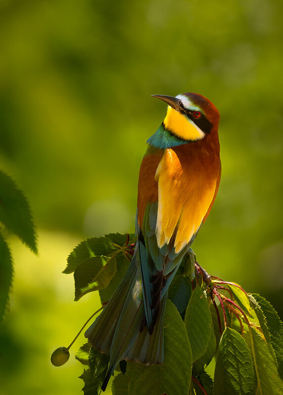 Bee-eater фото превью