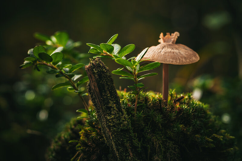 грибы, лес, макро, мох, брусника, природа, флора, forest, mushrooms, moss, macro, flora, nature Под пологом леса фото превью