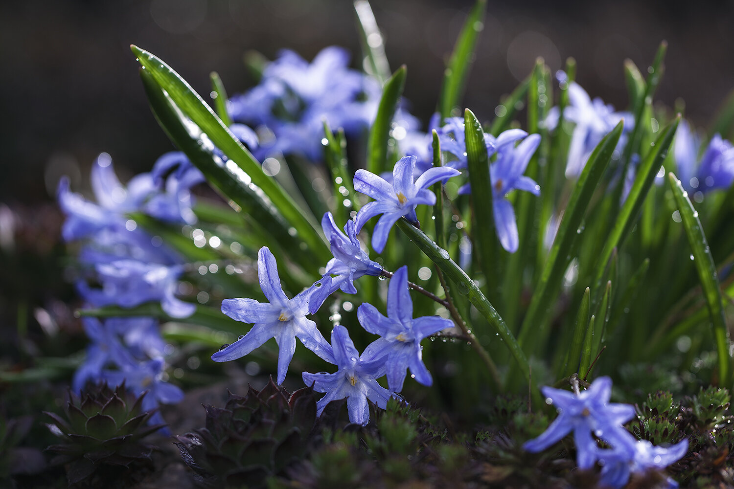 цветы, макро, флора, пролеска, природа, flowers, macro, flora, nature, Волкова Анна