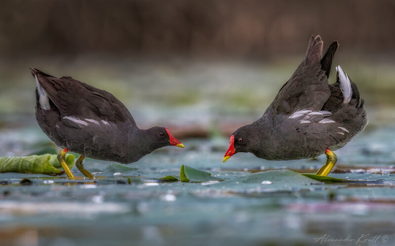 водяная курочка, камышница, gallinula chloropus Конфликт фото превью
