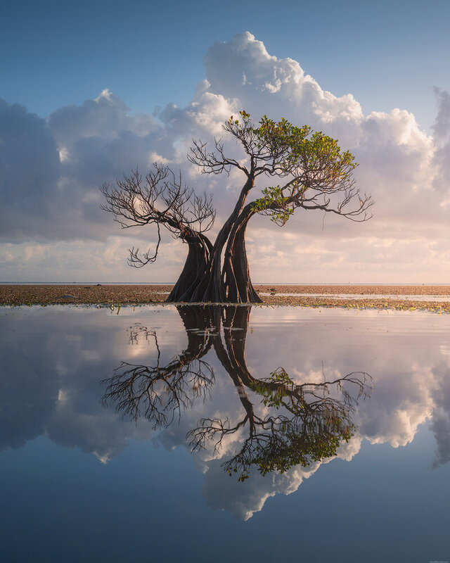 Sumba dancing trees