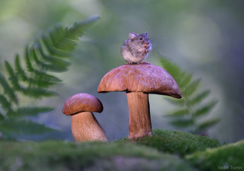 мышь, гриб, mouse Смешной мышонок фото превью