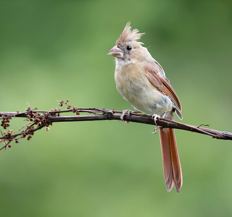 northern cardinal, cardinal, красный кардинал, кардинал, birds, wild, птицы Juvenile Northern Cardinal - Молодая птица. Красный кардинал фото превью