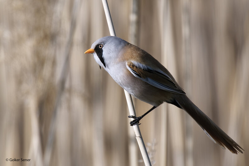 усатая синица, bearded reedling Усатая синица фото превью