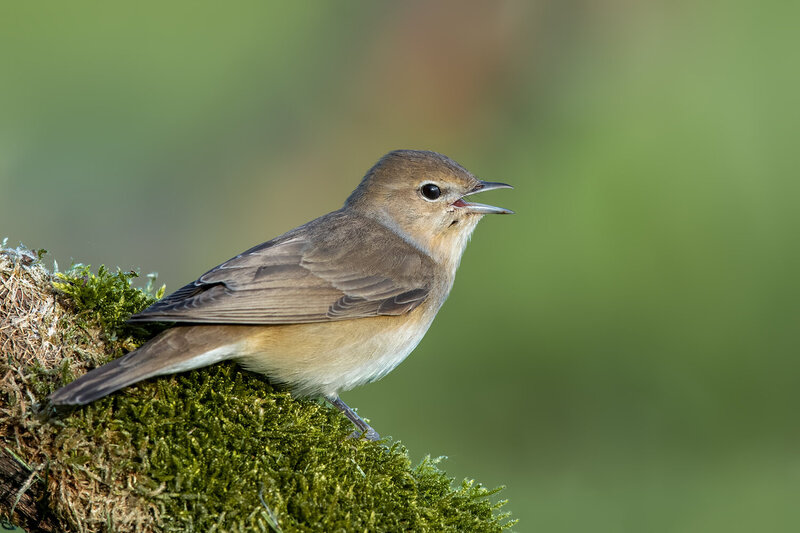 garden warbler, sylvia borin, warbler, songbird, singing bird, bird singing, vocalizing bird, bird, wild bird, european bird, passerine, perched bird, bird portrait, open beak, bird behavior, wildlife, wildlife photography, bird photography, nature, natur Garden Warbler Singing on a Mossy Branch фото превью