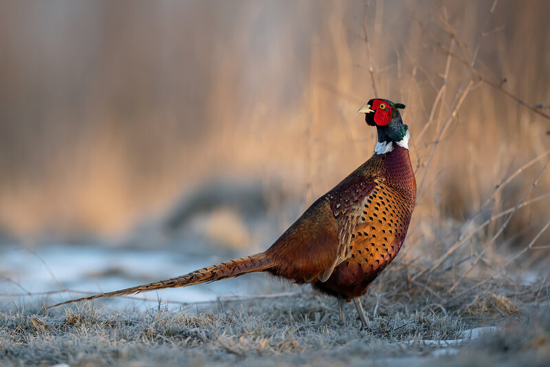 common pheasant, phasianus colchicus, pheasant, male pheasant, cock pheasant, game bird, bird, wild bird, european bird, colorful bird, bird portrait, standing bird, wildlife, wildlife photography, bird photography, nature, nature photography, natural hab Common Pheasant in Winter Light фото превью