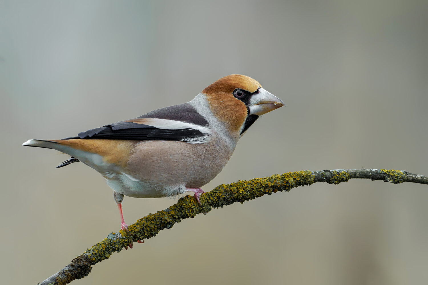 hawfinch, coccothraustes coccothraustes, hawfinch bird, finch, songbird, passerine, bird, wild bird, european bird, perched bird, bird portrait, powerful bill, large beak, seed eating bird, woodland bird, forest bird, branch, lichen, lichen covered branch, Damian Kwasek