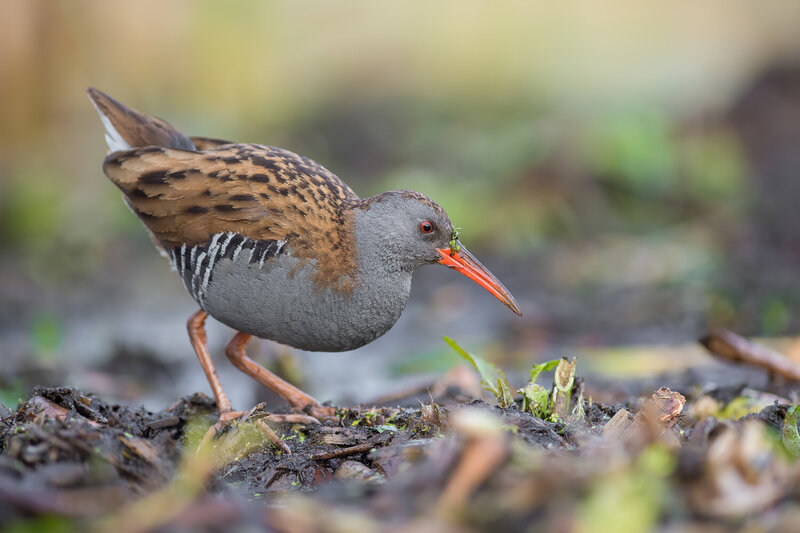 water rail, rallus aquaticus, rail, waterbird, wetland bird, marsh bird, bird, wild bird, european bird, wading bird, foraging bird, bird foraging, bird behavior, wildlife, wildlife photography, bird photography, nature, nature photography, natural habita Water Rail Foraging in Wetland Vegetation фото превью
