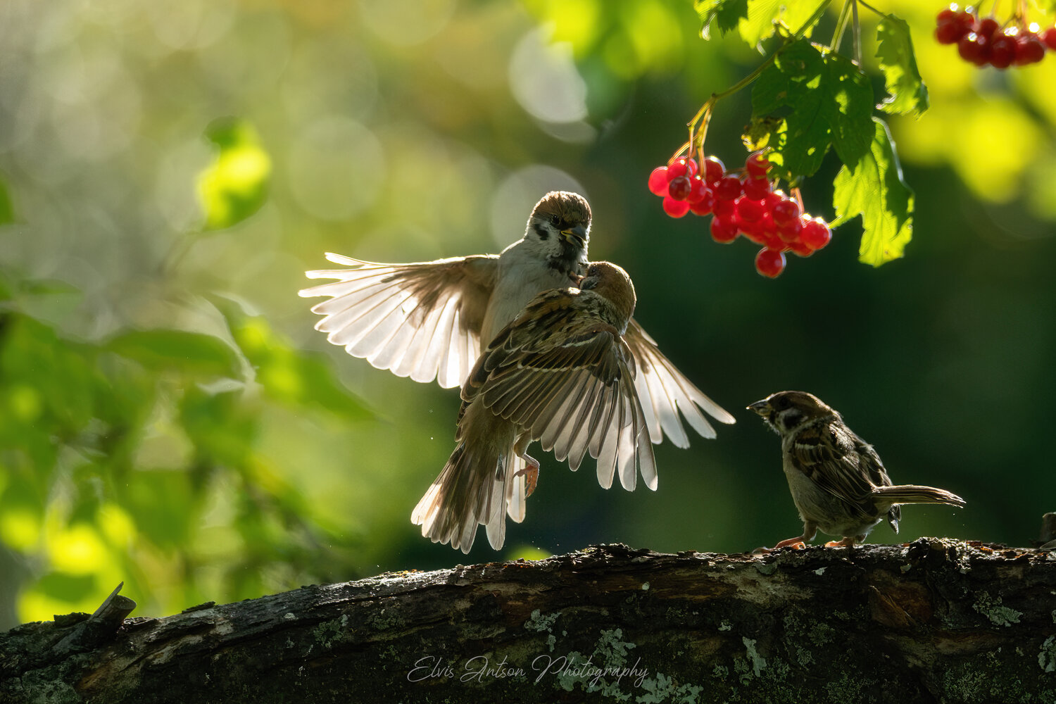 воробей, воробьи, полевой воробей, sparrow, орнитология, дикие птицы, птицы россии, птицы костромской области, костромская область, кострома, пернатые, братья наши меньшие, birds, birdwatching, elvis antson, наблюдение за птицами, птицы, Antson Elvis