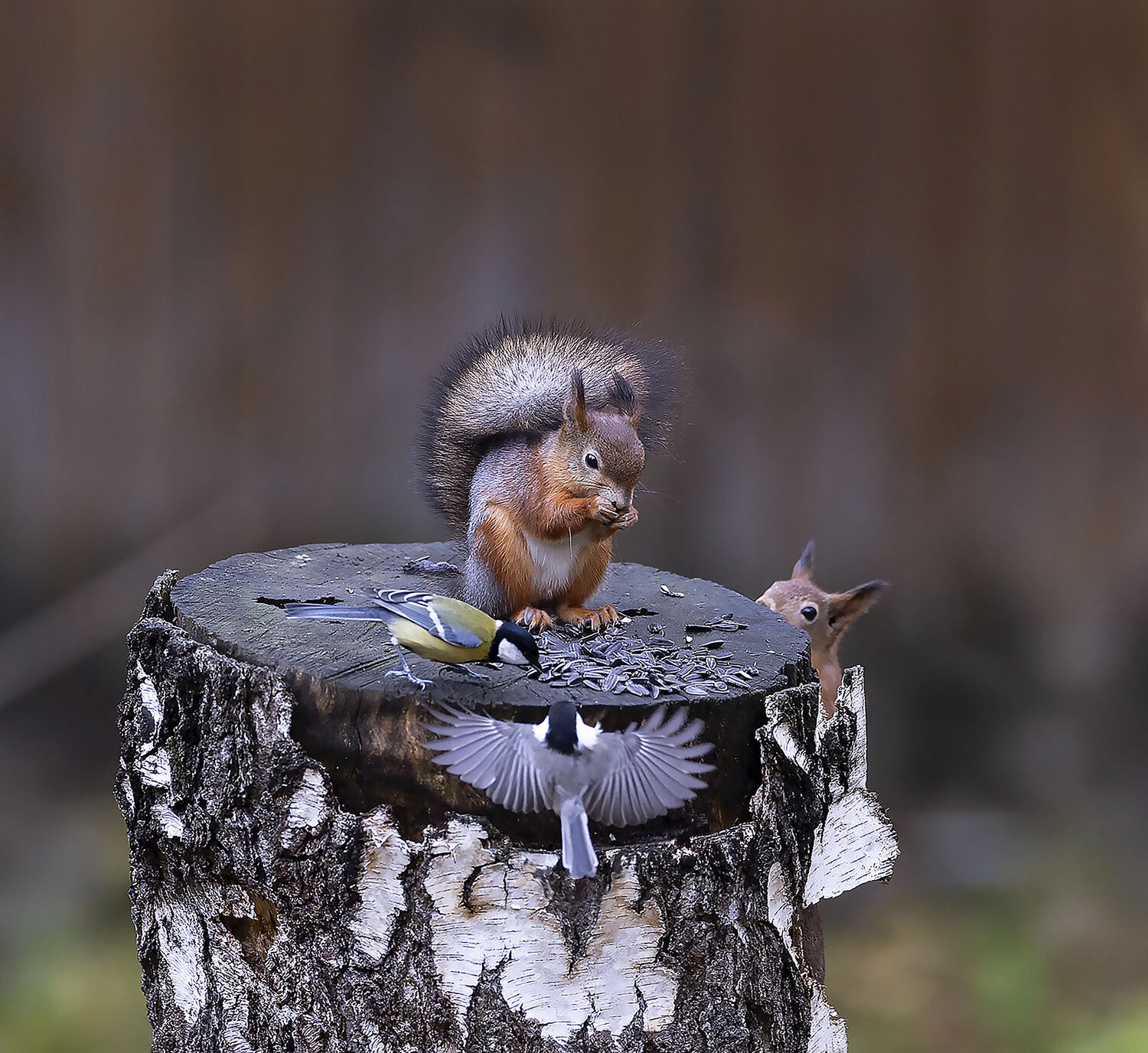 белки, птицы, переполох, пенёк, семечки, лес, squirrels, birds, forest, nature, Юлия Стукалова