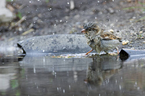 Водные процедуры.