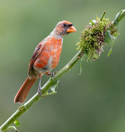 Juvenile Northern Cardinal - Красный кардина