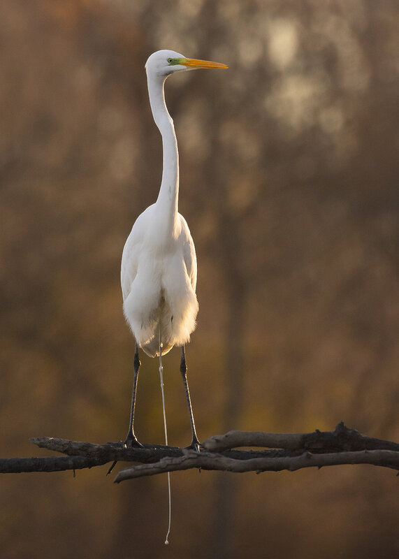 Heron фото превью