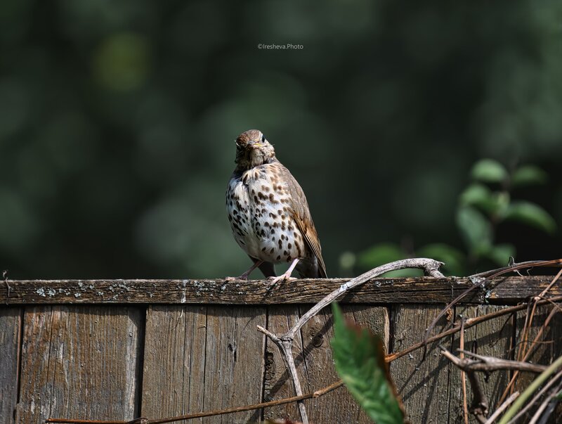 Певчий дрозд, Bird Певчий дрозд фото превью