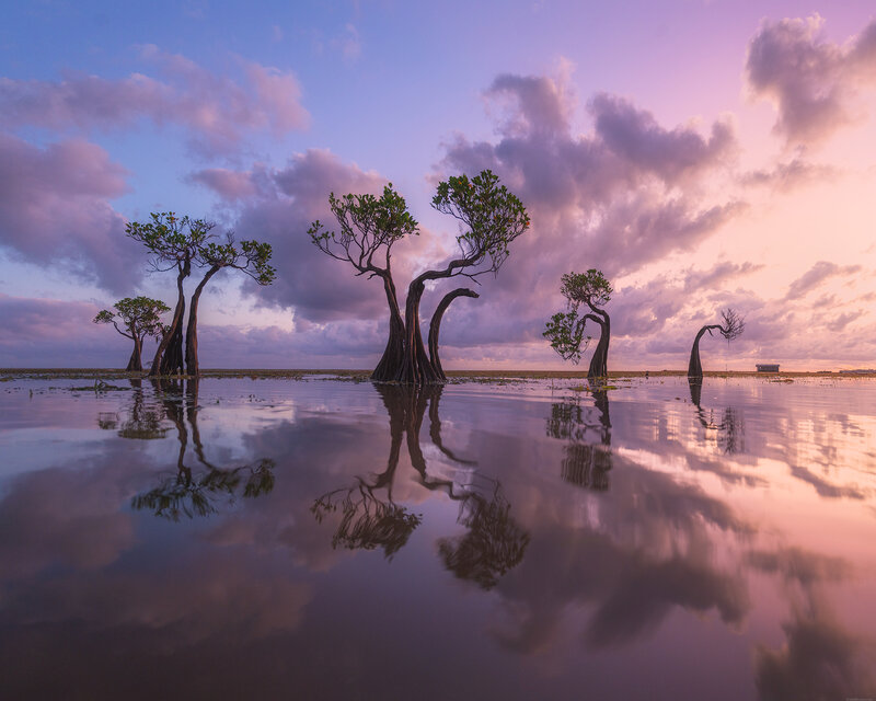 Sumba dancing trees фото превью
