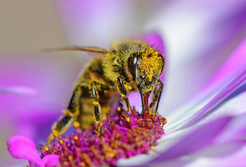 wilde bij, bij, bijen, insect, insecten, natuur, bloem, bloemen, stuifmeel, nectar, dier, dieren, paars, lila, flora, fauna Wilde bij фото превью