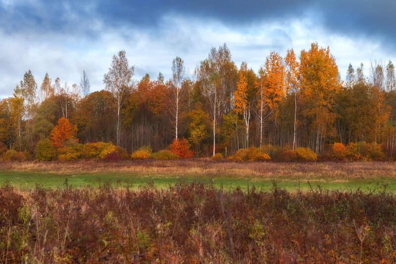 природа, пейзаж, осенний пейзаж, лес, осенний лес, осень, landxcape, nature, fall, autumn, forest Золото осени фото превью