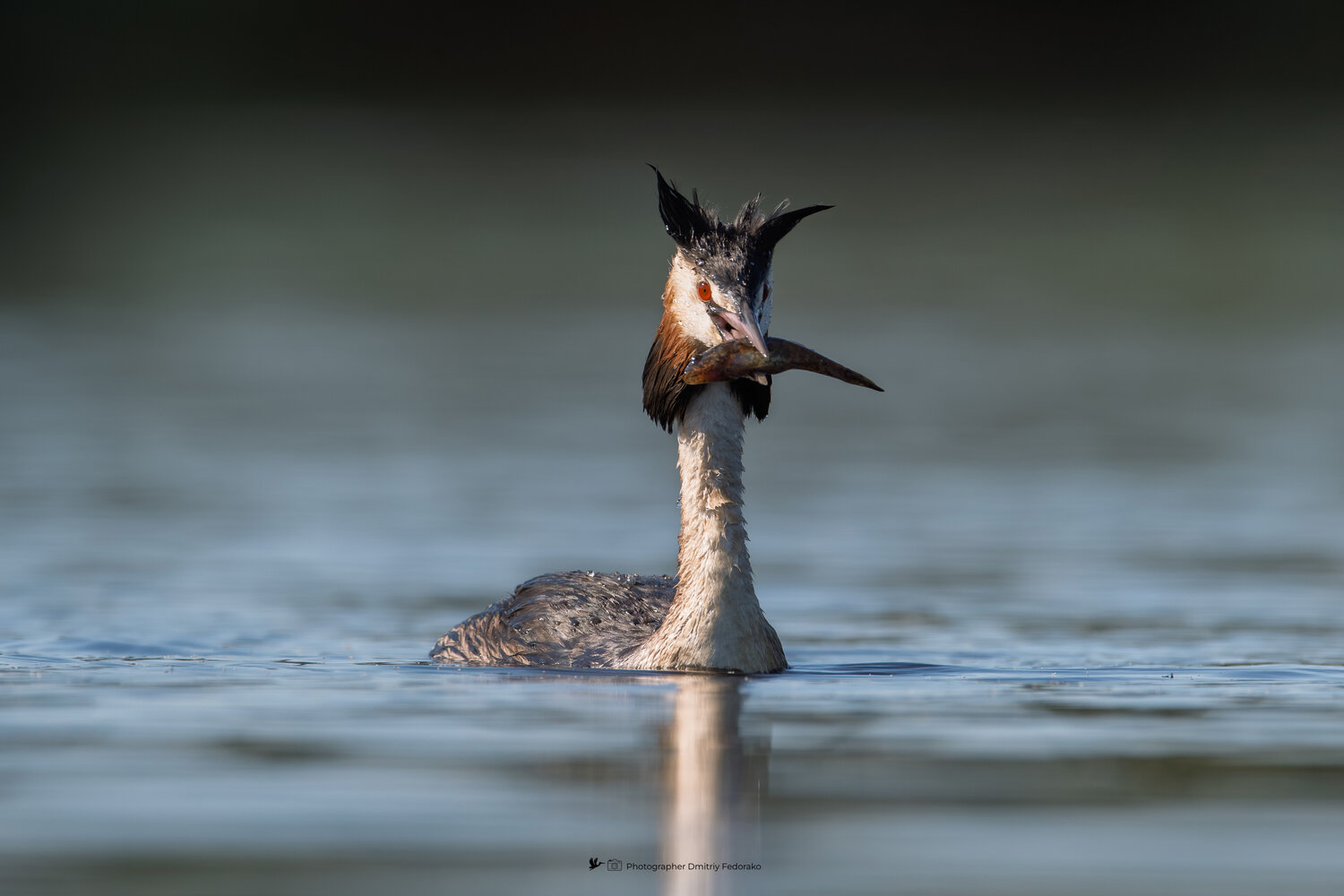 nature, photo, wild, wildphoto, wildlifephotography, naturephotography, PodicepsCristatus, Grebe, birdphotography, waterbird, gr&egrave;behupp&eacute;, oiseaux, птицы, чомга, поганка, большаяпоганка, большая_поганка, финскийзалив, балтика, ленобласть, дикаяприрода, Дмитрий Федорако