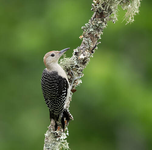 Juvenile, Red-bellied Woodpecker. Молодой дятел - Каролинский меланерпес