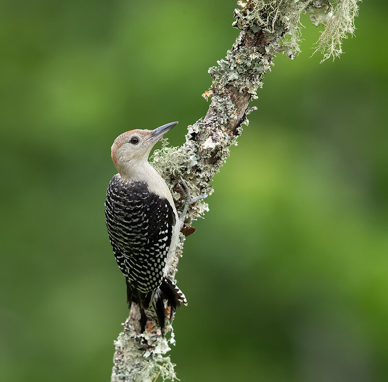 red-bellied woodpecker, woodpecker, дятел, каролинский меланерпес, птицы, birds, wild Juvenile, Red-bellied Woodpecker. Молодой дятел - Каролинский меланерпес фото превью