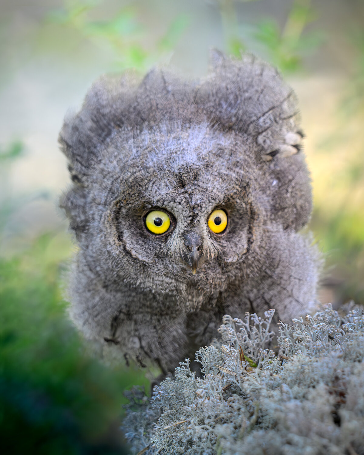 сова, сплюшка, совенок, фотоохота, глаза, scops owl, birdwatching, Ездаков Михаил