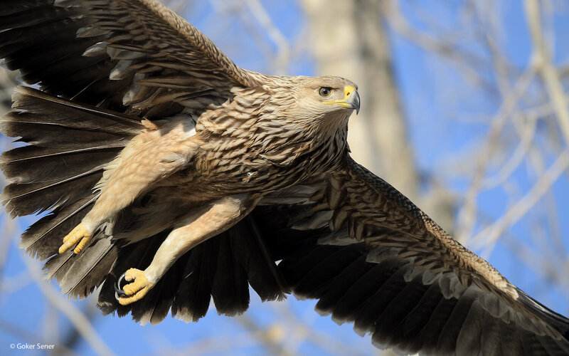 могильник, imperial eagle, eagle Могильник фото превью