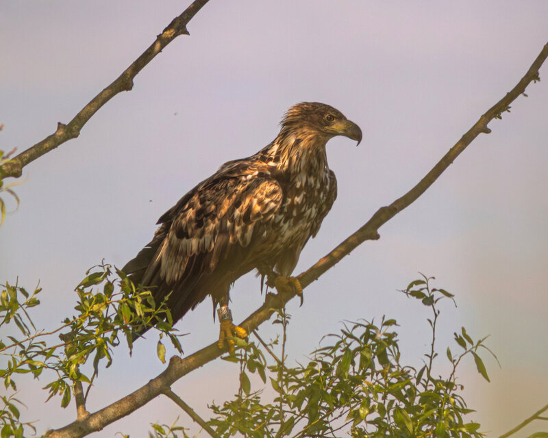 орлан-белохвост, орлан, haliaeetus albicilla, white-tailed eagle, eagle, wildlife, nature, bird, birdwatching, birds of prey, curonian lagoon, lagoon, залив, природа, птица, куршский залив, птицы калининградской области Молодой белохвост фото превью