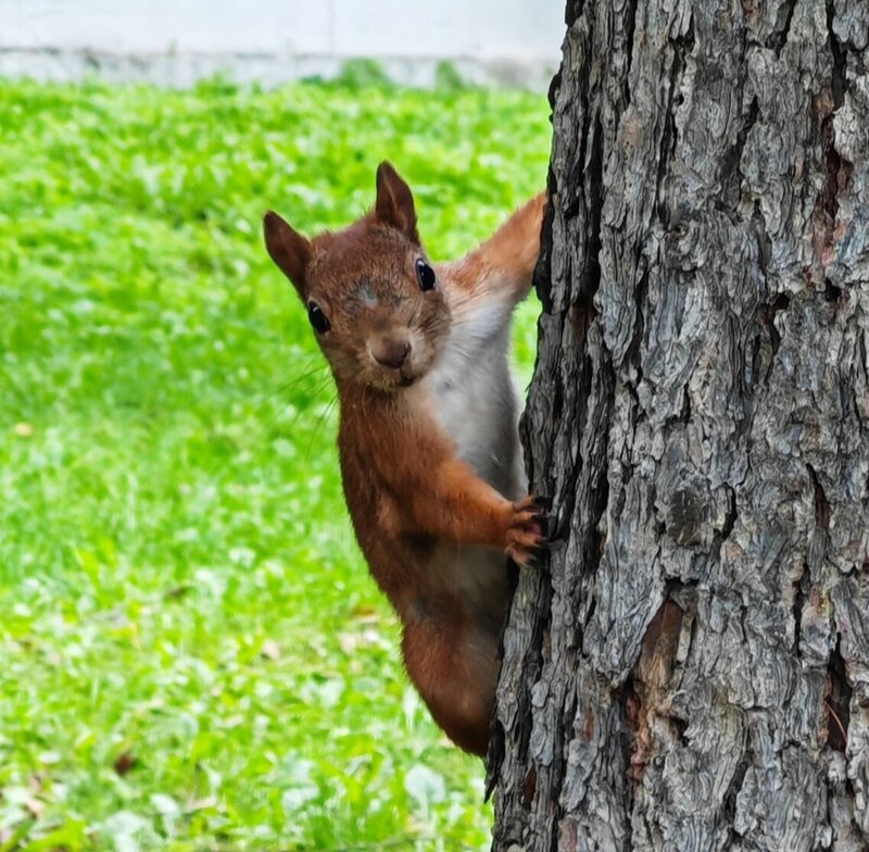 Орехи принёс? фото превью