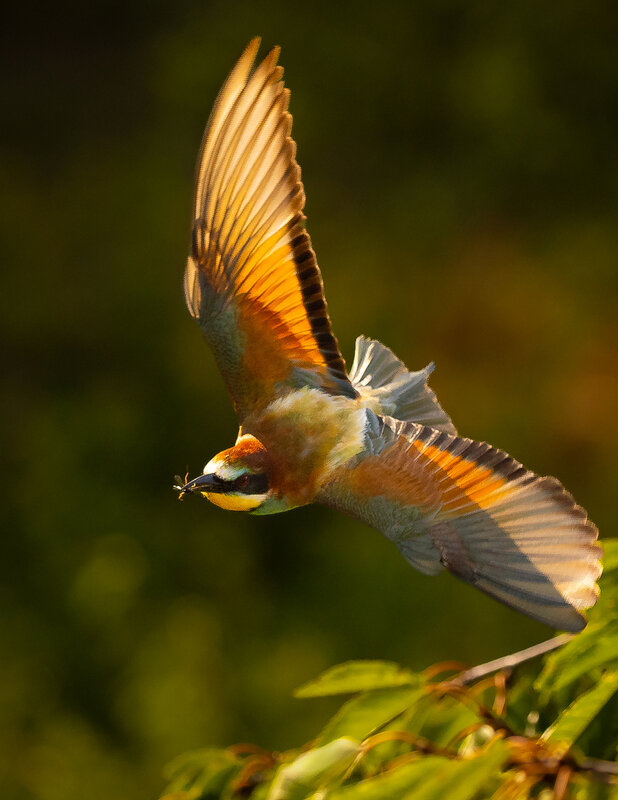 Bee-eater фото превью