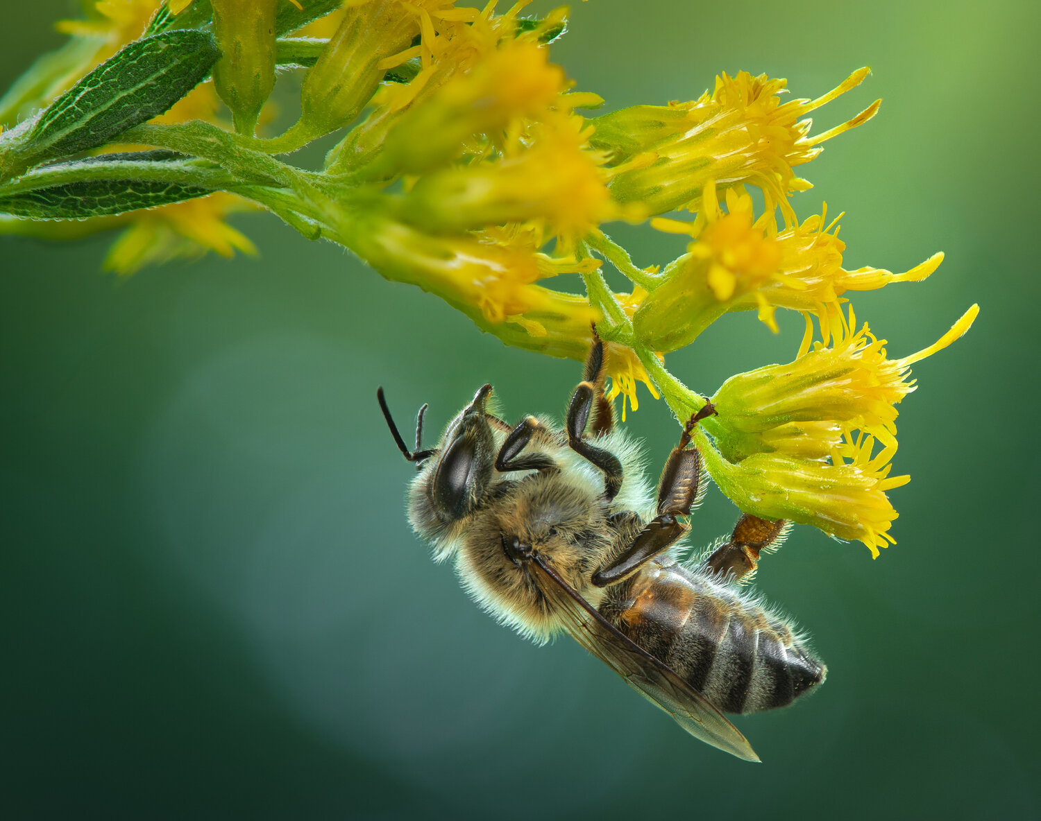 bee, honeybee, macro, sting, flower, wild, summer, Atul Saluja
