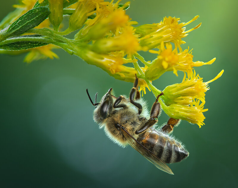 bee, honeybee, macro, sting, flower, wild, summer At the edge of dawn фото превью