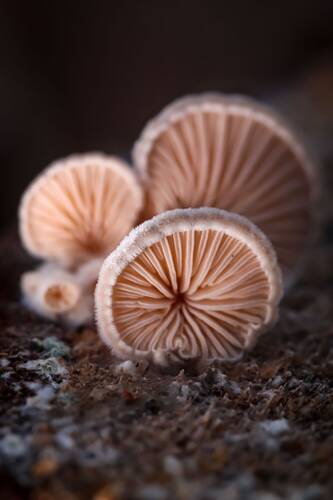 Щелелистник обыкновенный (Schizophyllum commune