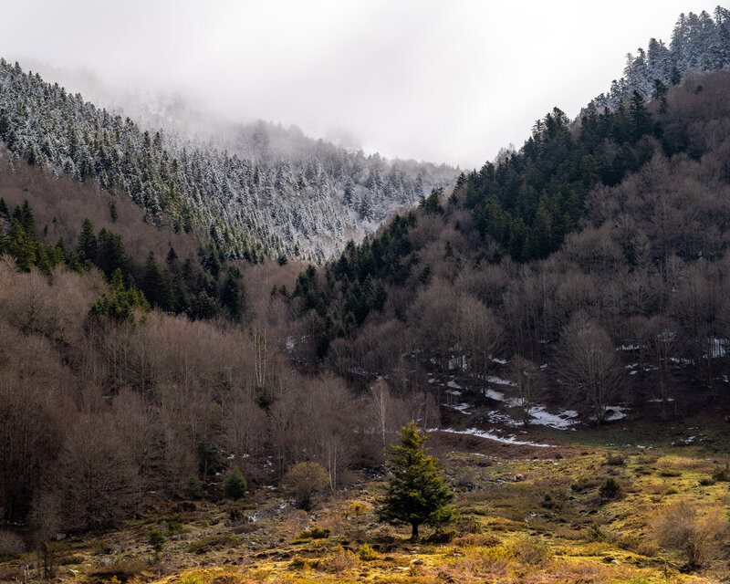 мелодия, долина, пиренеи, лес, снег, горы, весна, зима, nikonz7ii, пейзаж На границе зимы и весны. Долина Асп фото превью