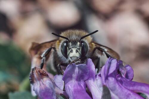 Anthophora plumipes