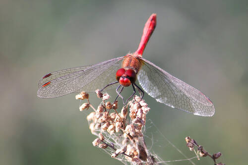 Cжатобрюх кроваво-красный (Sympetrum sanguineum)