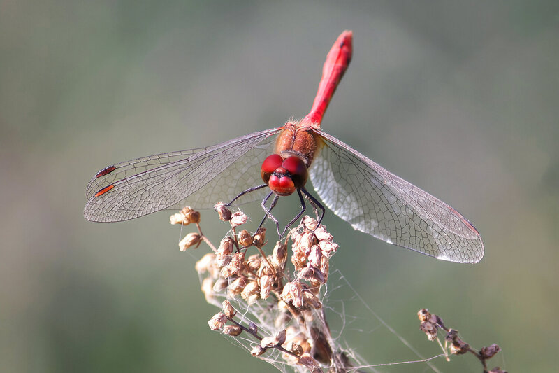 Cжатобрюх кроваво-красный (Sympetrum sanguineum) фото превью