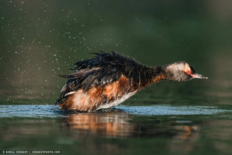 Красношейная Поганка | Red-necked Grebe фото превью