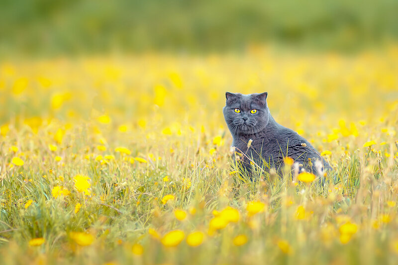 кот, кошка, одуванчики, желтое поле, лето, контраст, суровый взгляд, анималистика, природа, cat, british cat, dandelions, yellow flowers, summer, nature, wildlife, cat eyes, contrast Суровый одуванчик фото превью