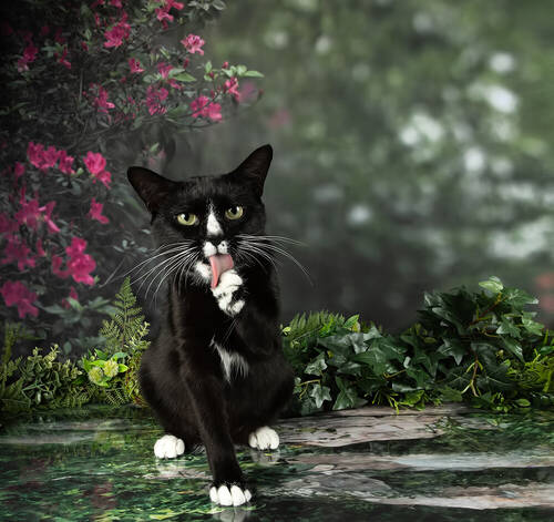 Black Kitten, Timka - Чёрный кот в Красоте