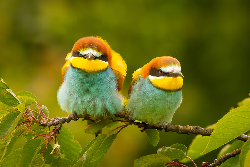 Bee-eater фото превью