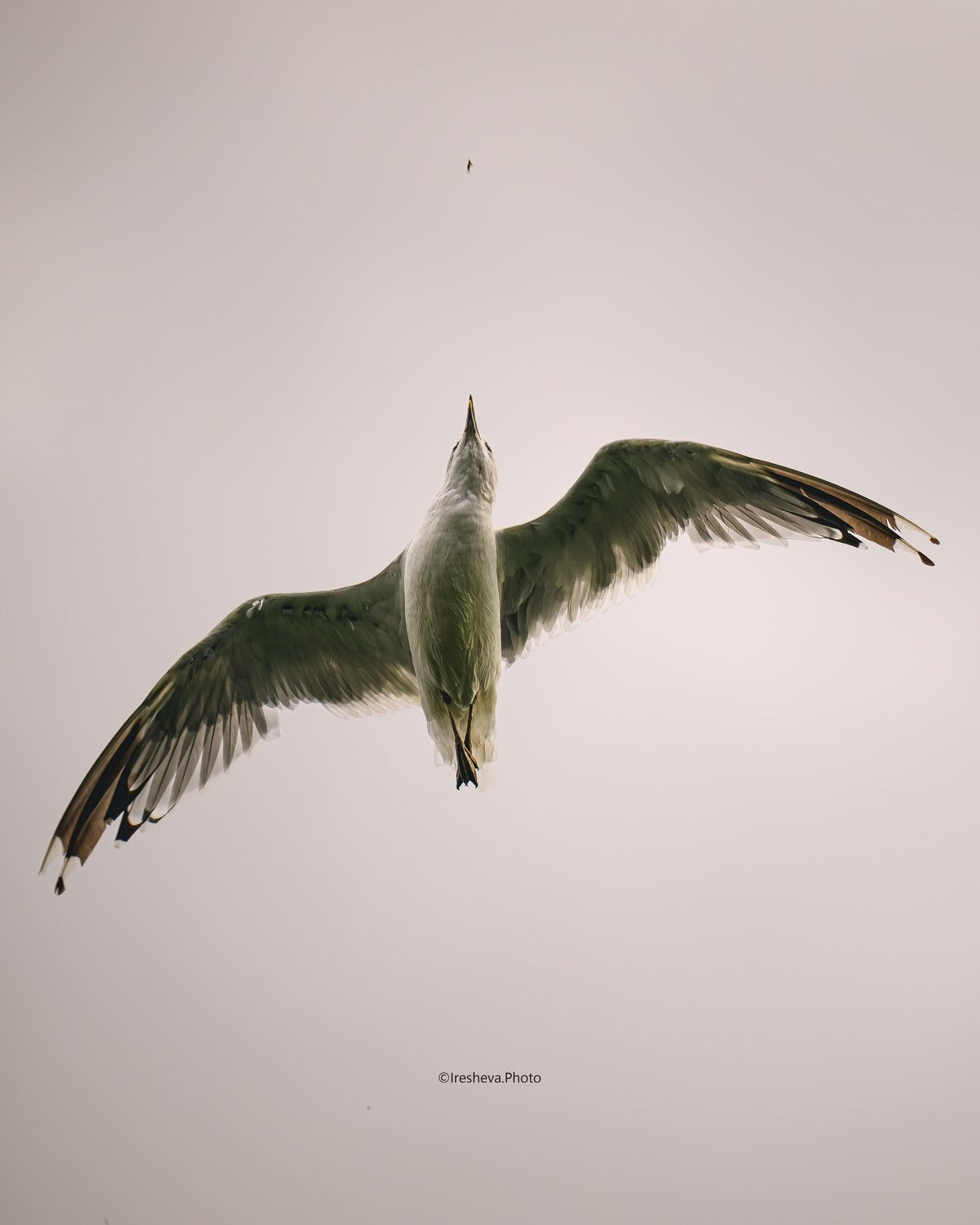 Охота на мух. Автор: Ирешева Мария Чайка, Bird, Ирешева Мария