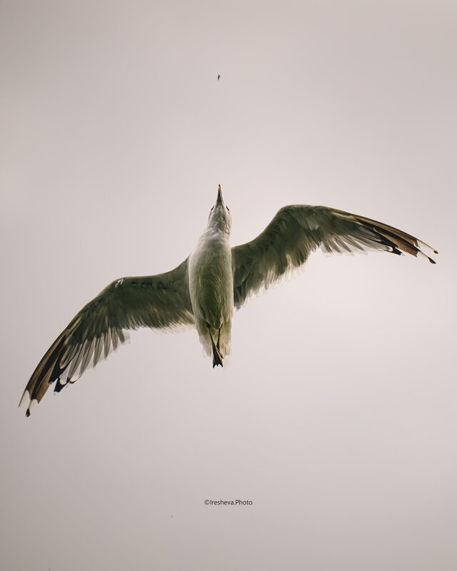 Чайка, Bird Охота на мух фото превью