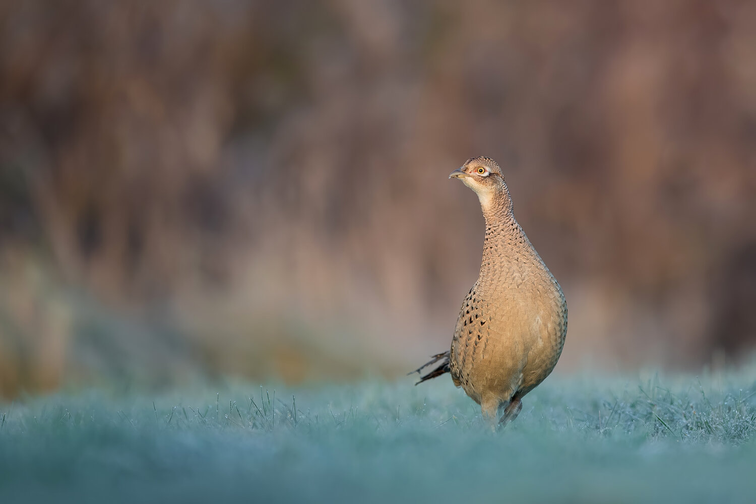 common pheasant, phasianus colchicus, pheasant, female pheasant, pheasant hen, game bird, bird, wild bird, wildlife, wildlife photography, bird photography, nature, nature photography, natural habitat, meadow, frosty meadow, frost, morning frost, cold mor, Damian Kwasek