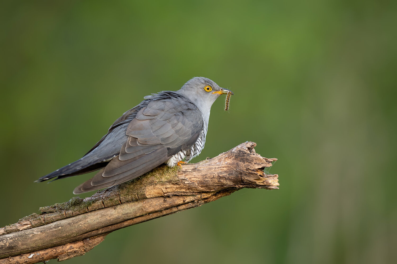 common cuckoo, cuculus canorus, cuckoo, bird, wild bird, bird with prey, caterpillar, insect, feeding, feeding behavior, hunting, hunting behavior, prey, insectivore, bird eating insect, perched bird, bird on branch, wildlife, wildlife photography, bird p, Damian Kwasek