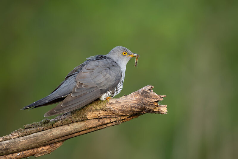 common cuckoo, cuculus canorus, cuckoo, bird, wild bird, bird with prey, caterpillar, insect, feeding, feeding behavior, hunting, hunting behavior, prey, insectivore, bird eating insect, perched bird, bird on branch, wildlife, wildlife photography, bird p Cuckoo with Caterpillar фото превью