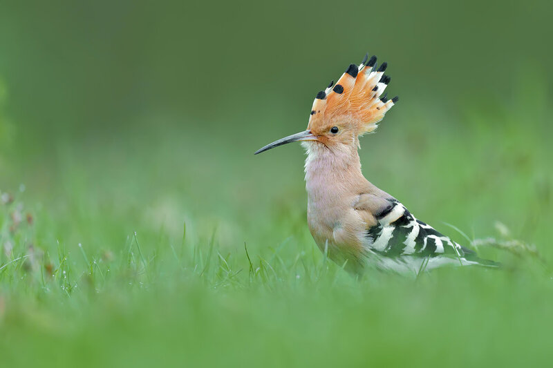 Hoopoe in Green Meadow фото превью