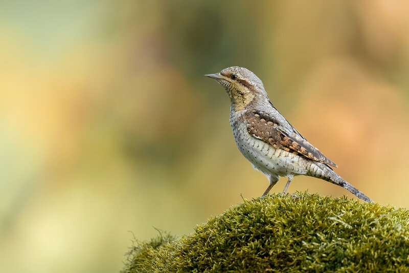 Wryneck in Autumn Light фото превью