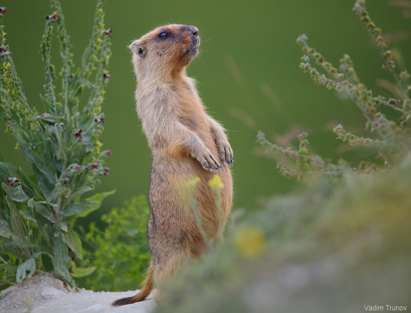 сурок, байбак, marmot На посту фото превью