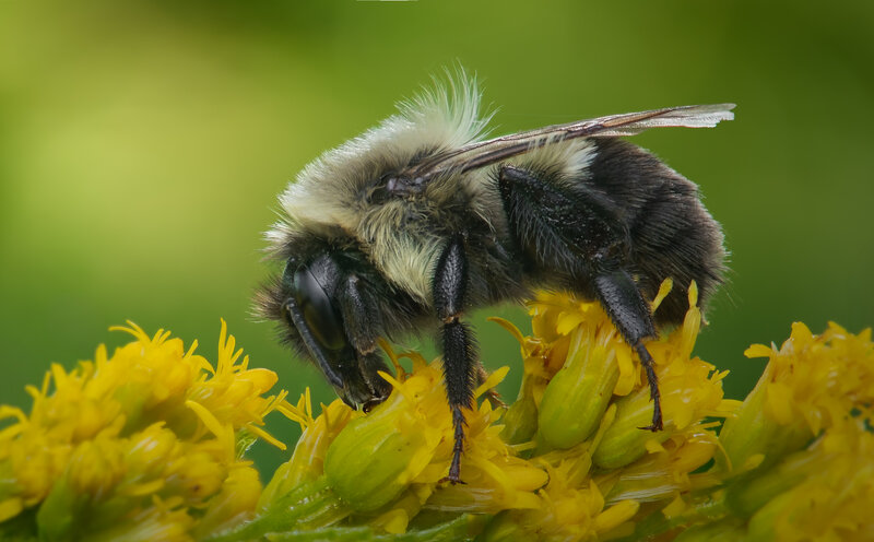 bee, bumblebee, insect, macro, goldenrod Gentle giant фото превью
