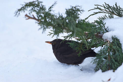 Turdus merula